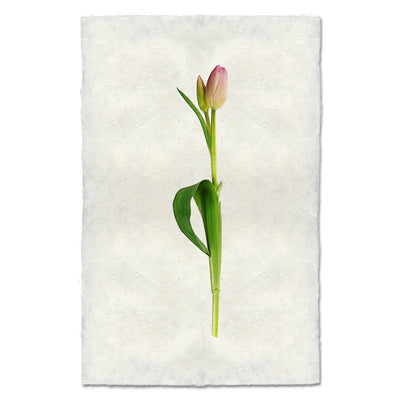 Pastel Tulip