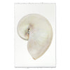 Pearly Nautilus