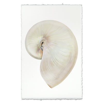 Pearly Nautilus