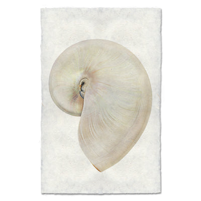 Pearly Nautilus