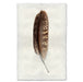 Peregrine Falcon colored feather wall art print — fine art feather photography on handmade paper, San Francisco