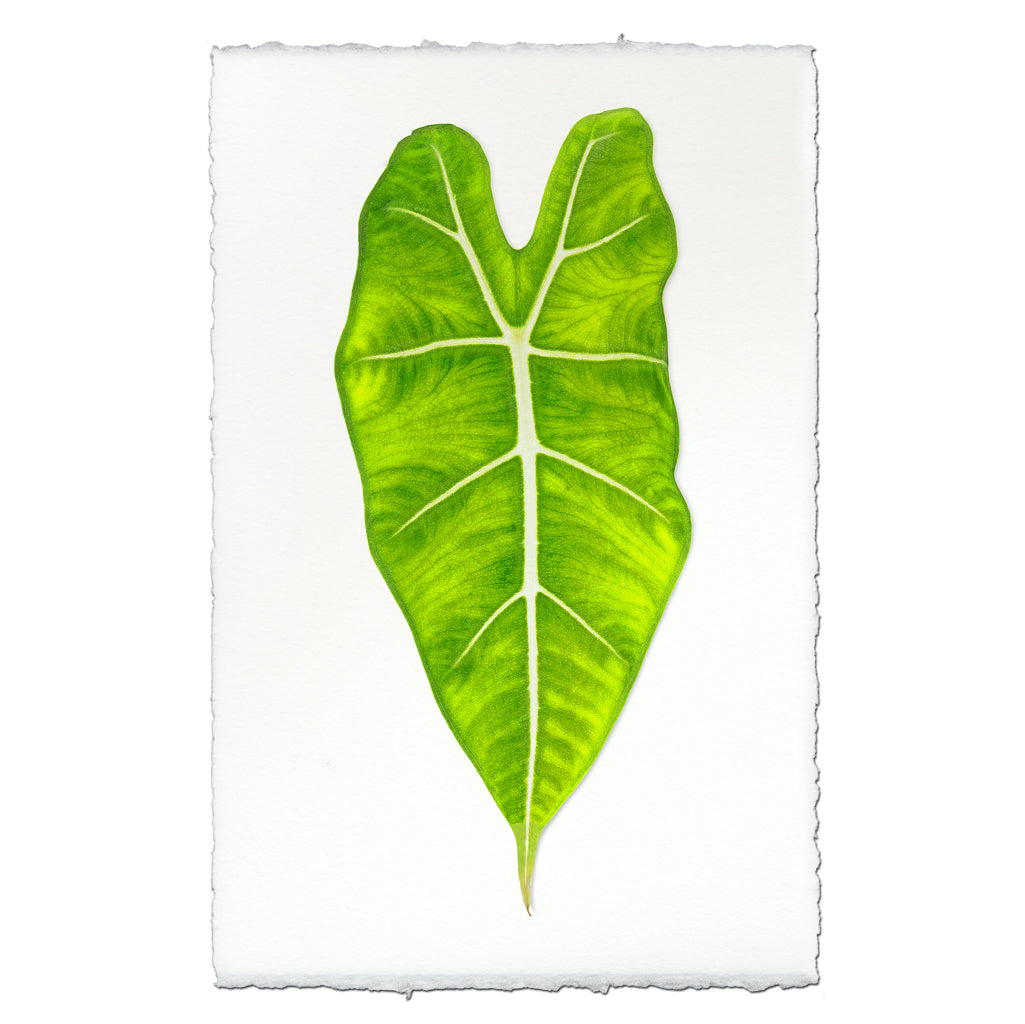 Tropical Leaves (color)