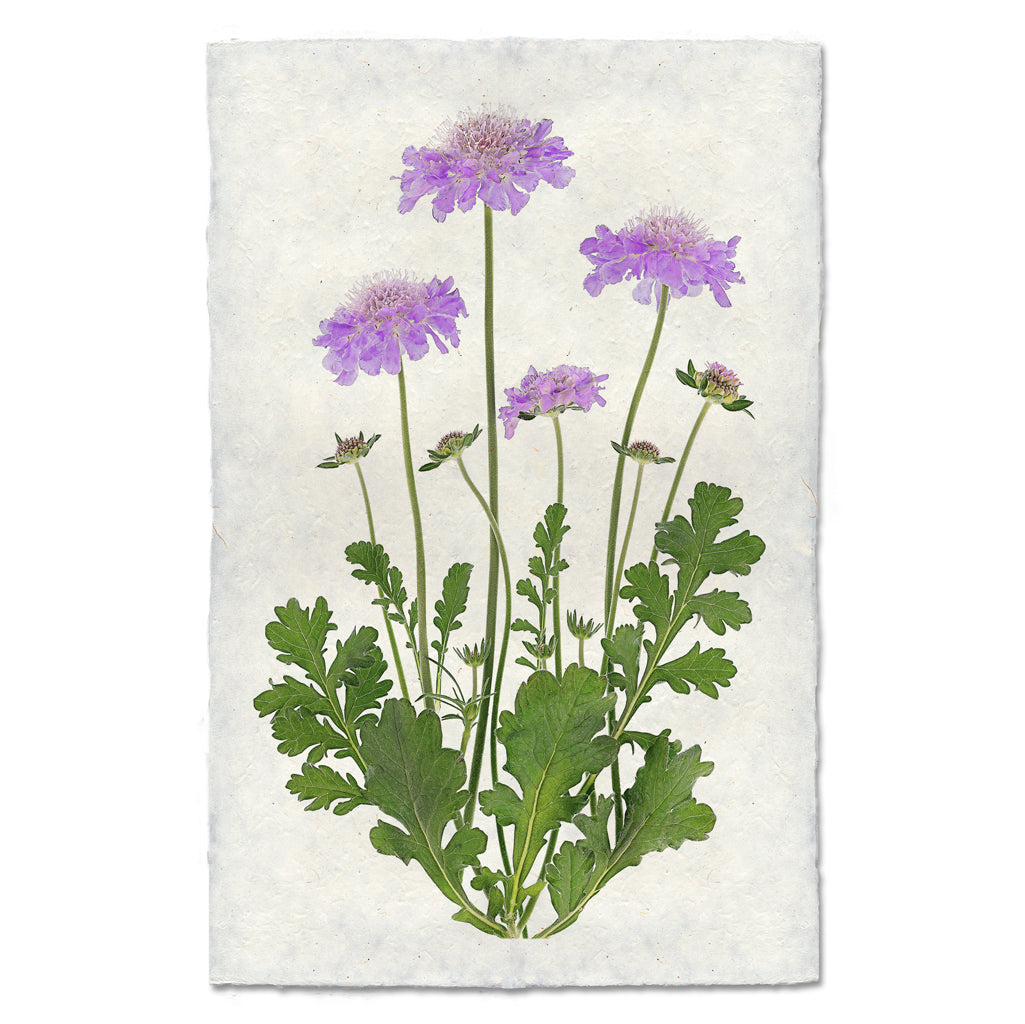 Pincushion floral wall art print — fine art botanical photography on handmade paper, San Francisco
