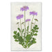Pincushion floral wall art print — fine art botanical photography on handmade paper, San Francisco