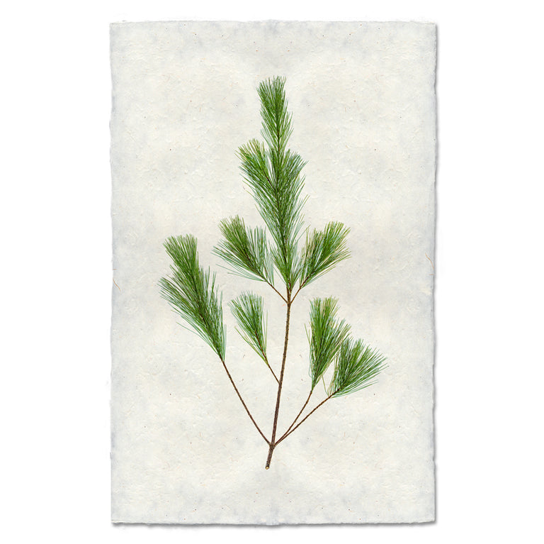 Pine Boughs — BARLOGA STUDIOS- fine photographs on intriguing papers