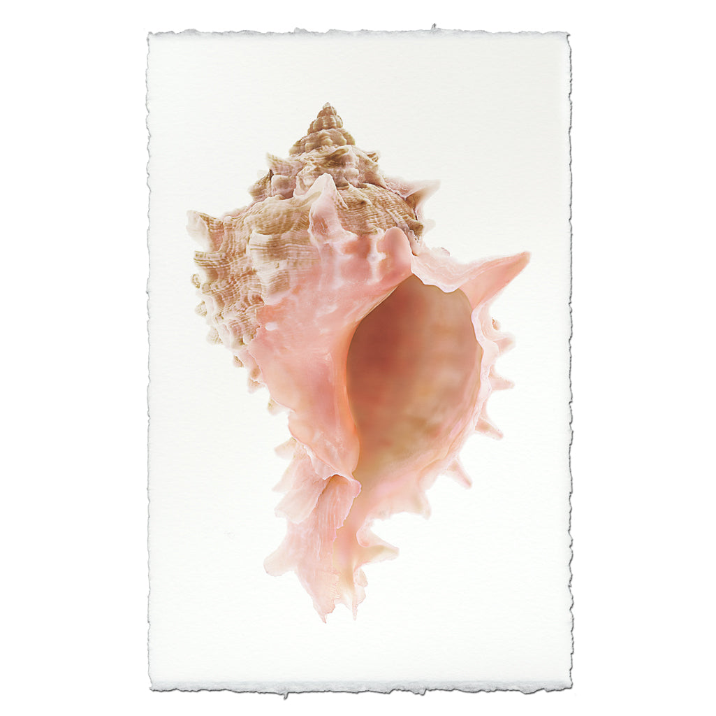 Barloga Pink Murex — BARLOGA STUDIOS- fine photographs on intriguing papers
