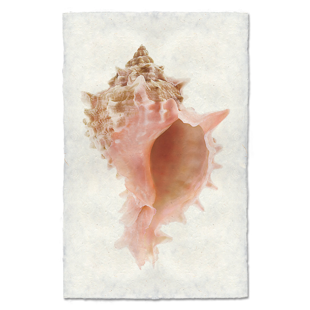 Pink Murex