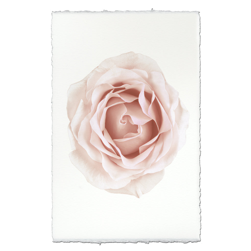 Pink Rose — BARLOGA STUDIOS- fine photographs on intriguing papers