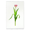 Pink Tulip