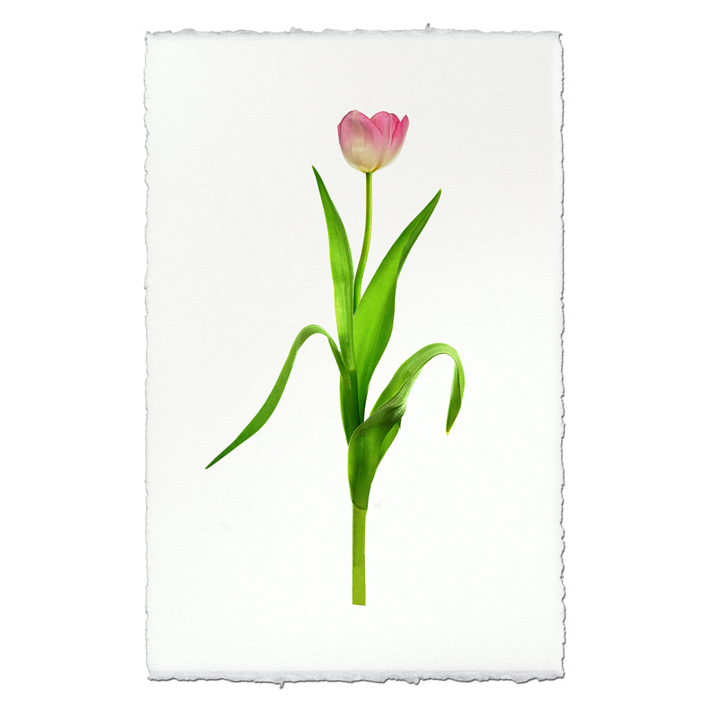 Pink Tulip