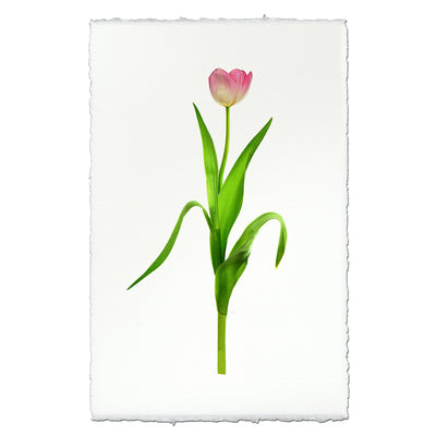 Pink Tulip