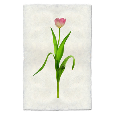 Pink Tulip