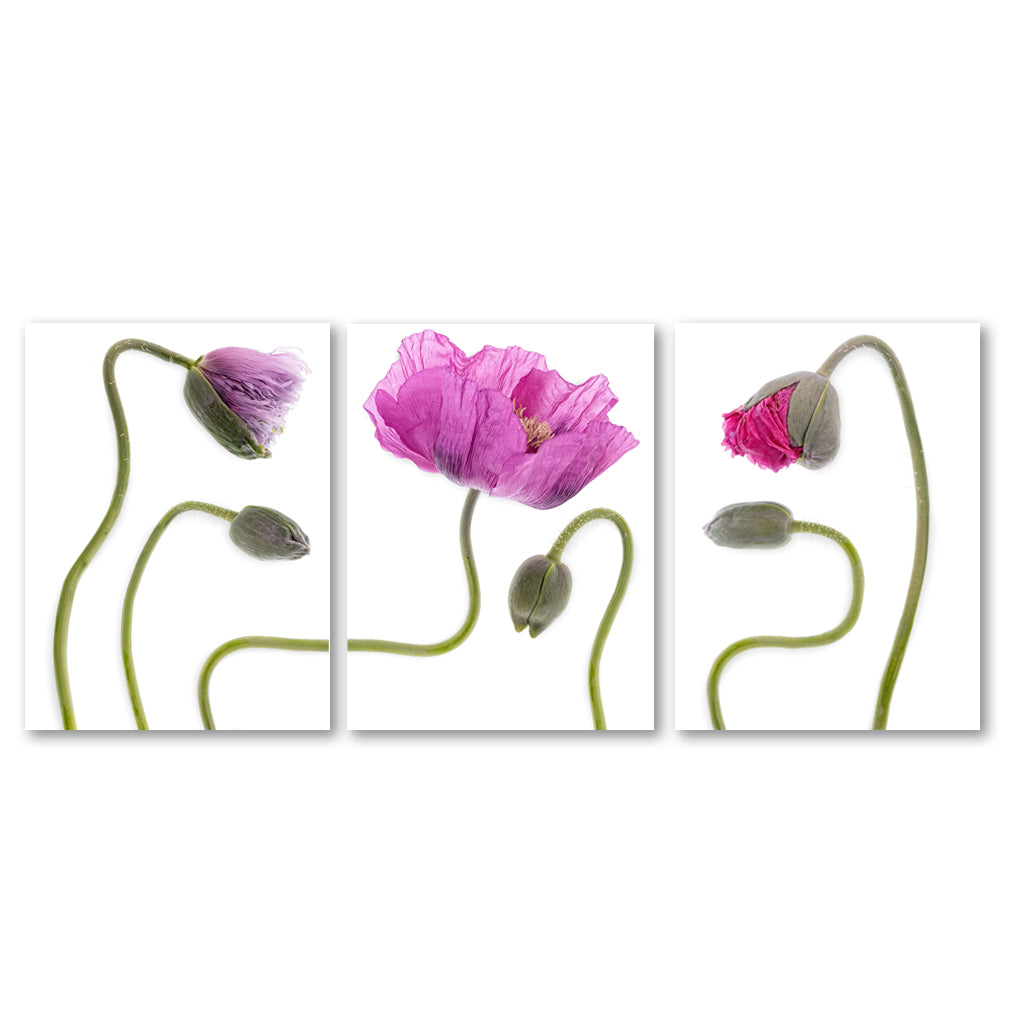 Poppy Field Trilogy