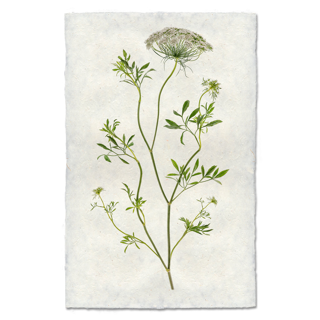 Queen Anne's Lace floral wall art print — fine art botanical photography on handmade paper, San Francisco