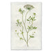 Queen Anne's Lace floral wall art print — fine art botanical photography on handmade paper, San Francisco