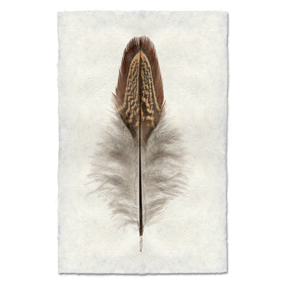 Ring Neck Pheasant
