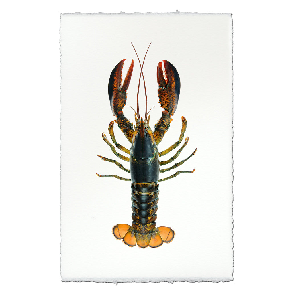 Maine Lobster (Natural)