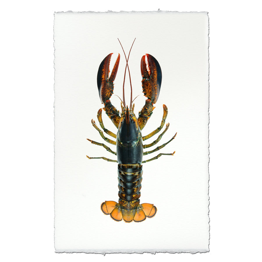 Maine Lobster (Natural)