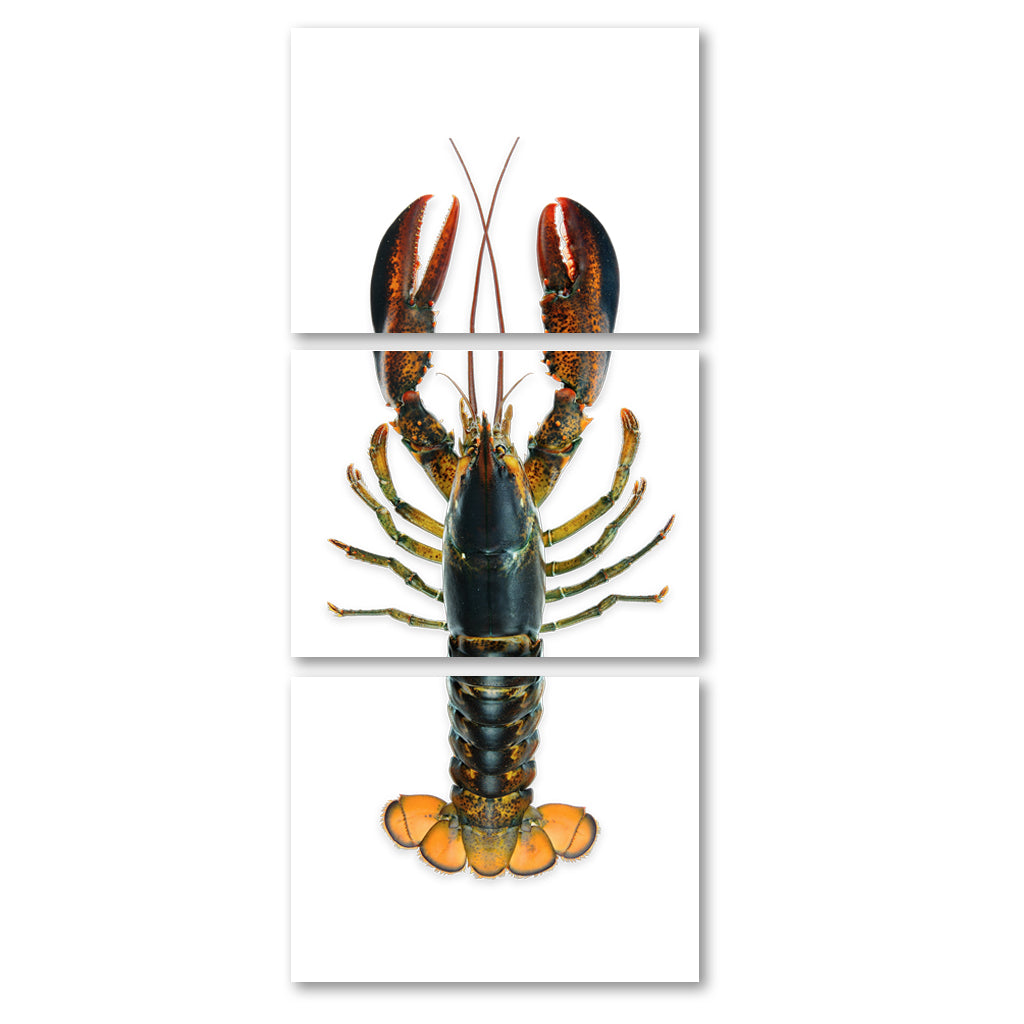 Maine Lobster (Natural)