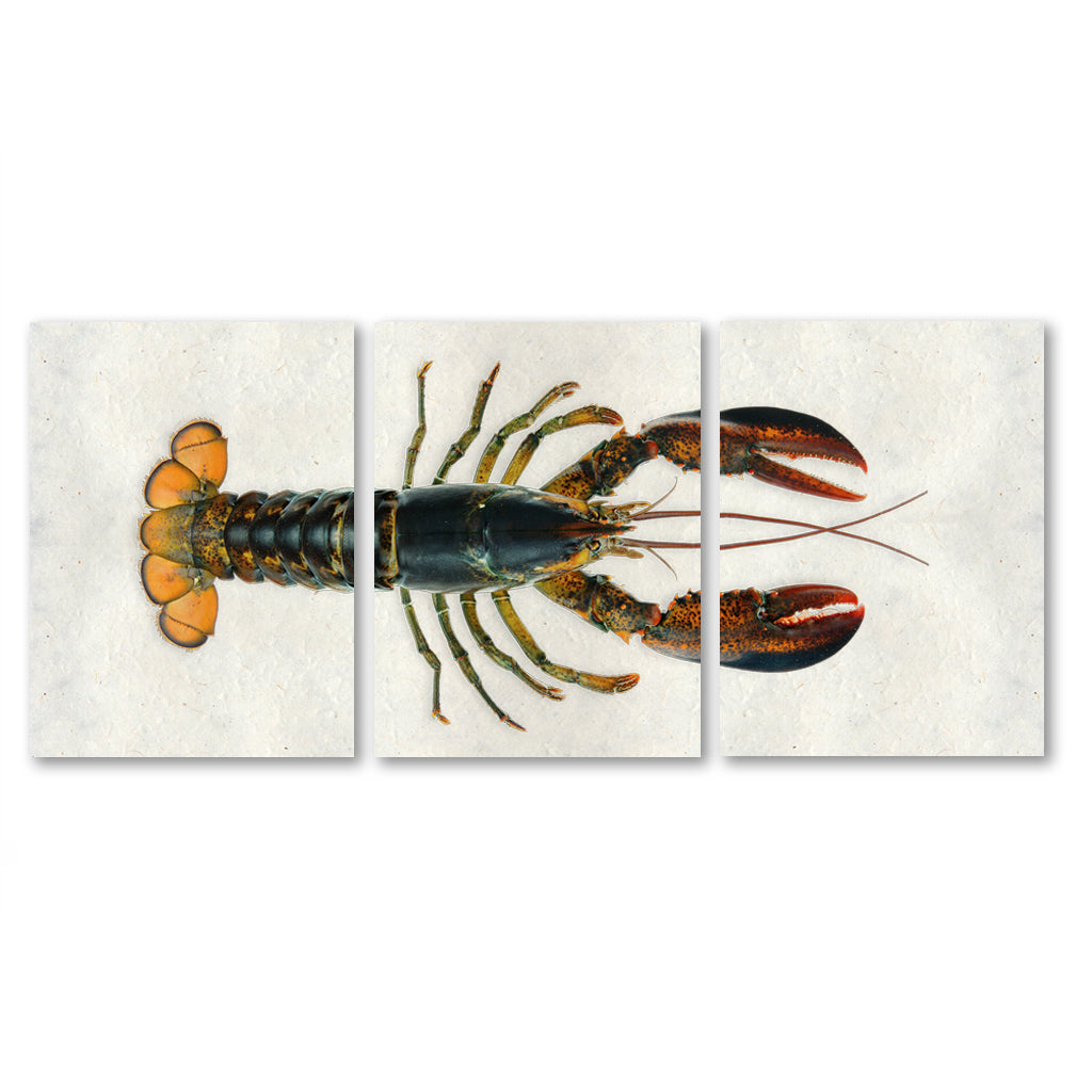 Maine Lobster (Natural)