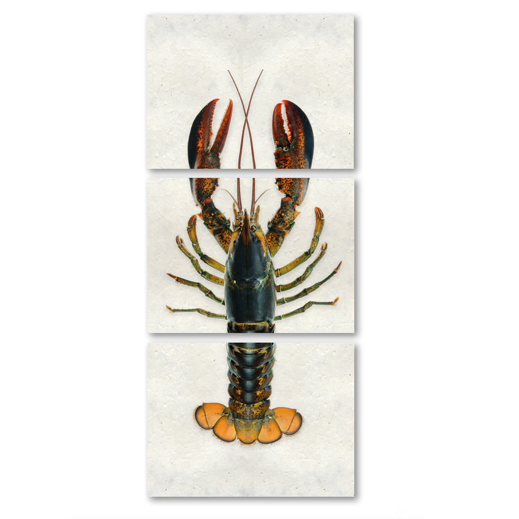 Maine Lobster (Natural)