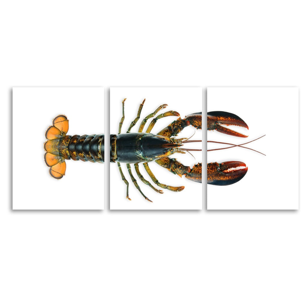 Maine Lobster (Natural) — BARLOGA STUDIOS- fine photographs on ...