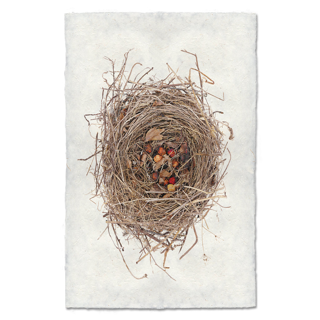Red Berry Nest bird's nest wall art print — fine art avian photography on handmade paper, San Francisco