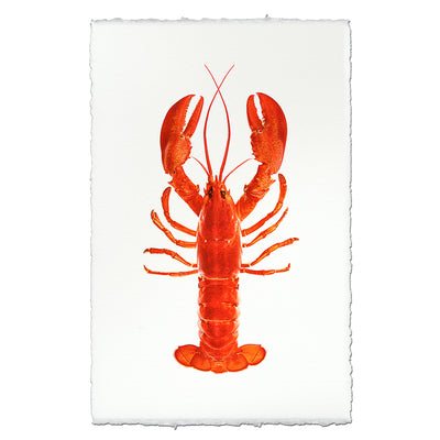 Maine Lobster (Red)