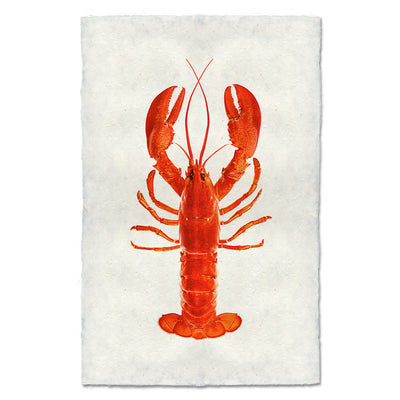 Maine Lobster (Red)