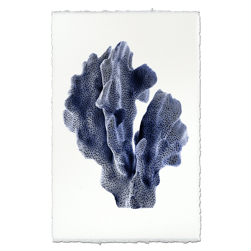 Barloga Ridge Coral #1 — BARLOGA STUDIOS- fine photographs on intriguing papers