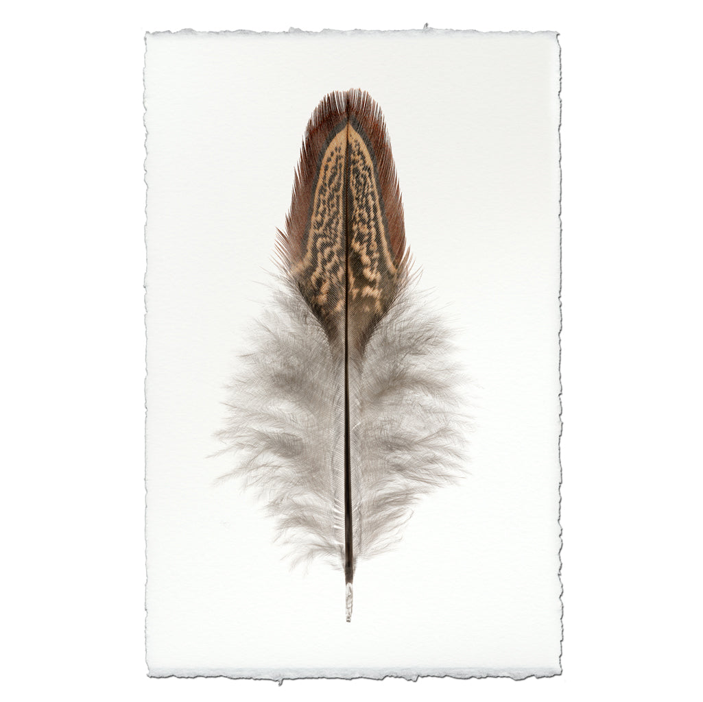 Ring Neck Pheasant