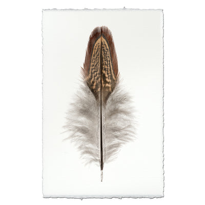 Ring Neck Pheasant