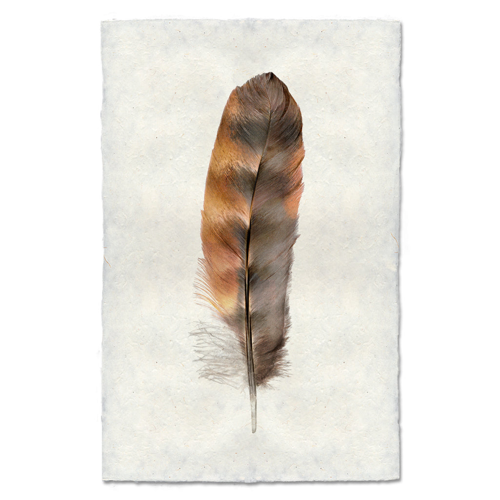 Rooster colored feather wall art print — fine art feather photography on handmade paper, San Francisco