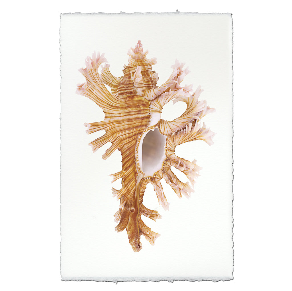 Rose-Branch Murex — BARLOGA STUDIOS- fine photographs on intriguing papers