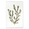 Rosemary
