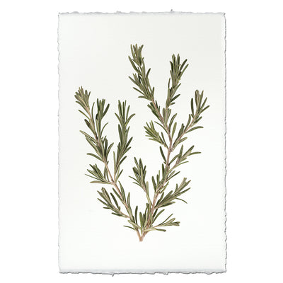 Rosemary