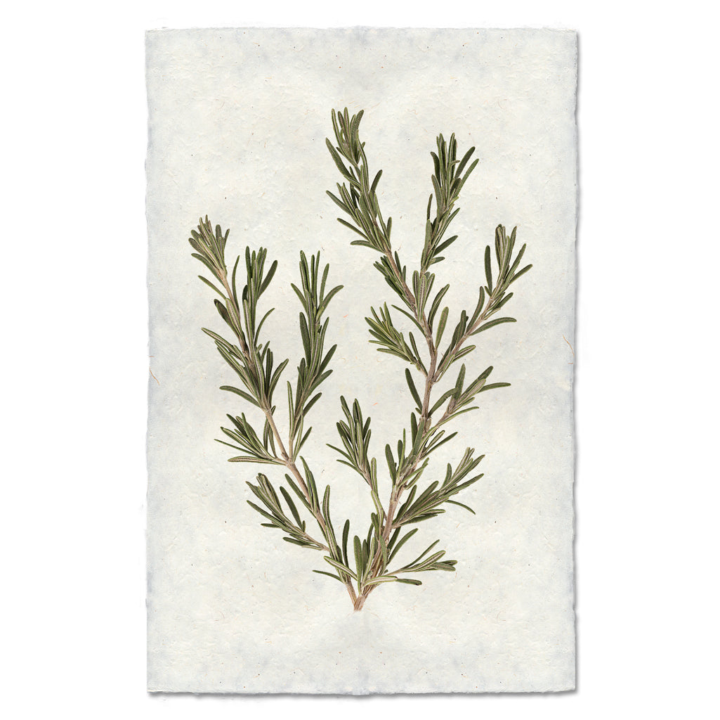 Rosemary — BARLOGA STUDIOS- fine photographs on intriguing papers