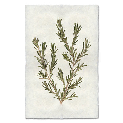 Rosemary