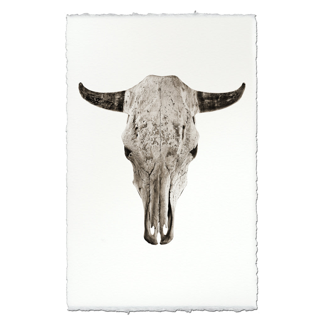 Steer Skull