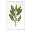 Sage