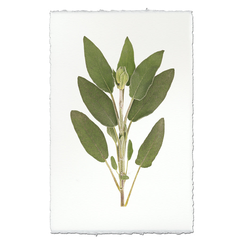 Sage