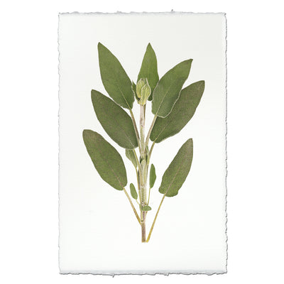 Sage
