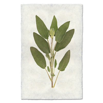 Sage