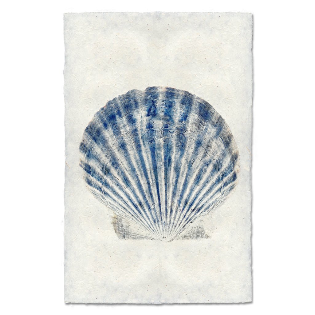 Scallop Shell #1