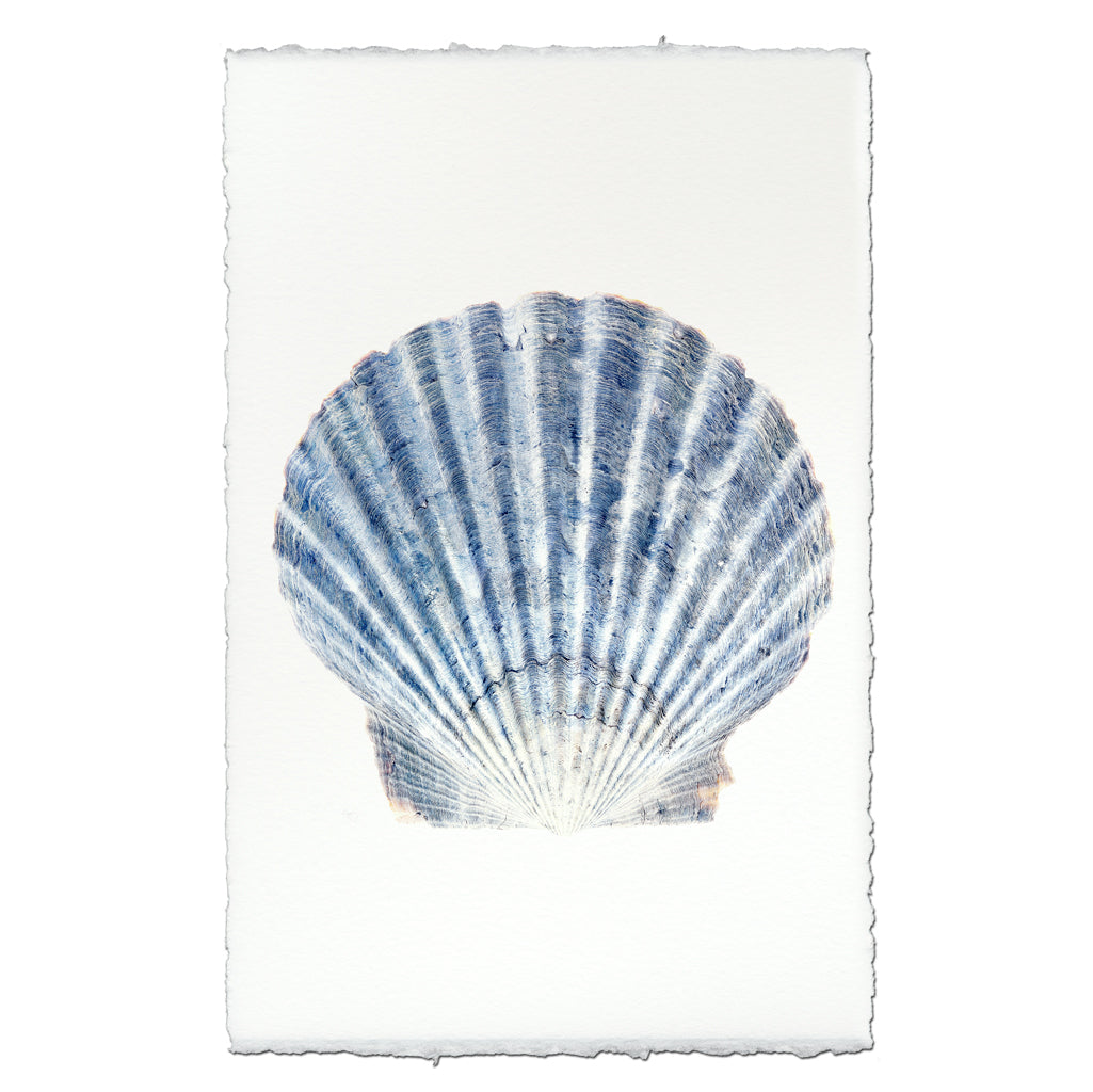 Scallop Shell #2