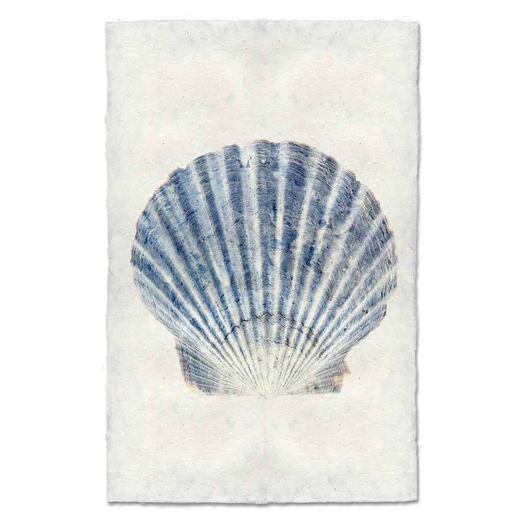 Scallop Shell #2