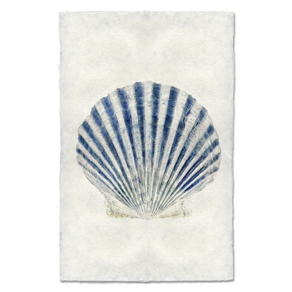 Scallop Shell #3