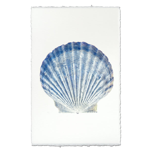 Scallop Shell #5 - BARLOGA STUDIOS- fine photographs on intriguing papers