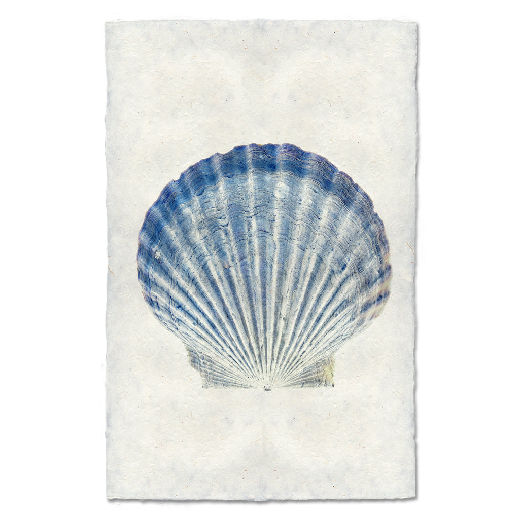 Scallop Shell #5