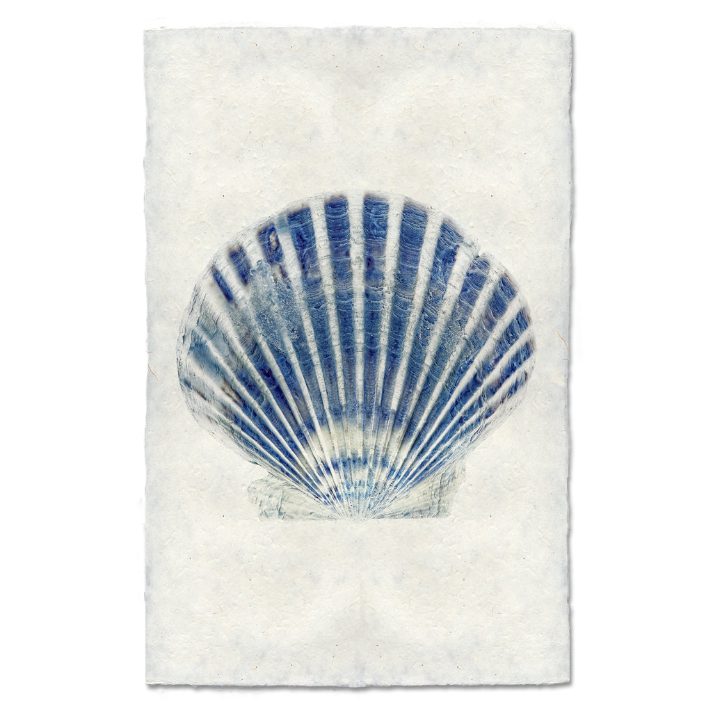 Scallop Shell #6